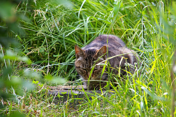 草むらの中で眠る猫