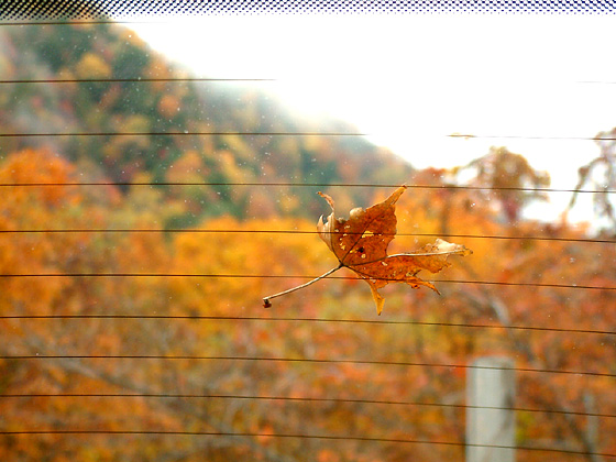 ガラスについた葉