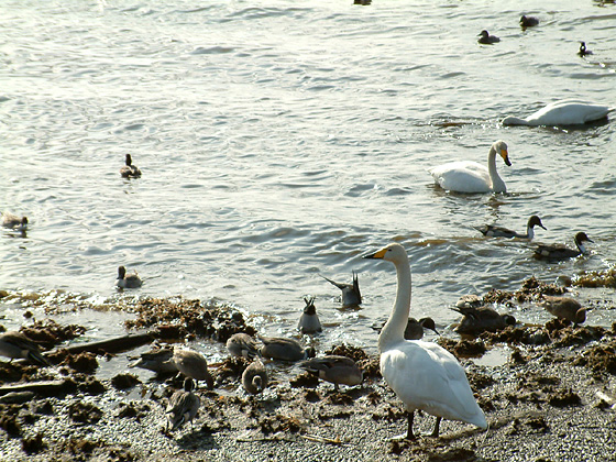 湖岸に佇む白鳥