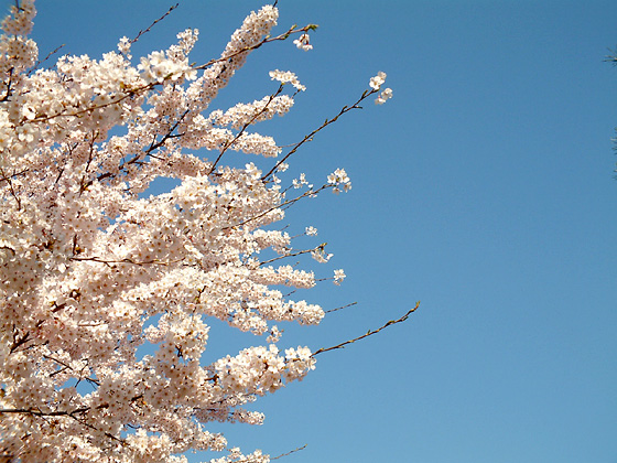 ふわふわの桜の花