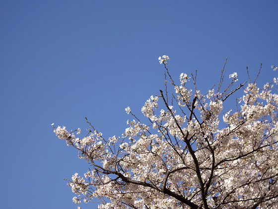 空の下の桜の木