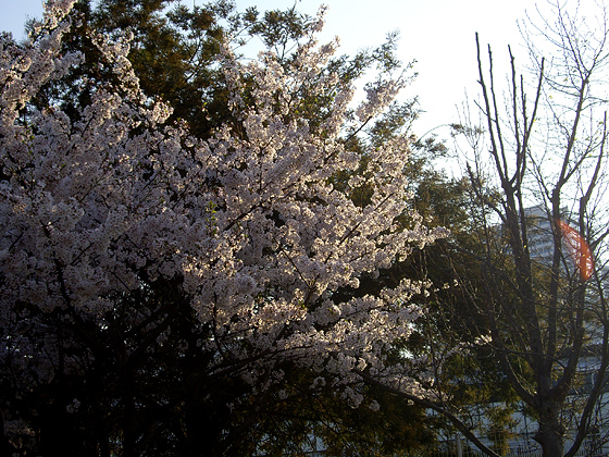 西日に光る桜