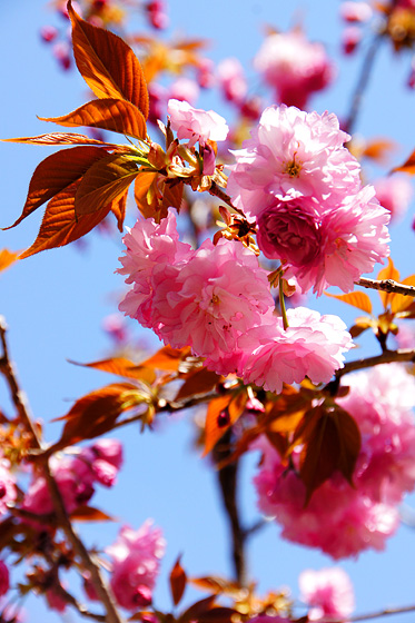 春に咲いた八重桜