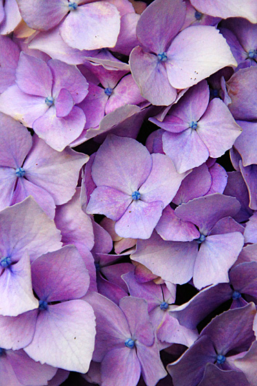 きれいな紫陽花