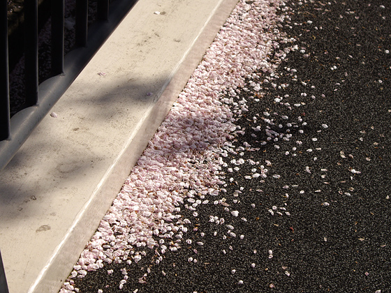道路脇の桜