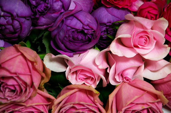 薔薇の花束 無料 写真素材 Photo Index