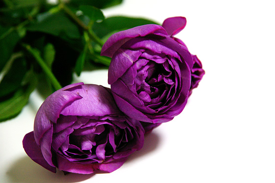 紫色のバラ