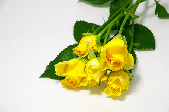 黄色いバラ 無料 写真素材 Photo Index
