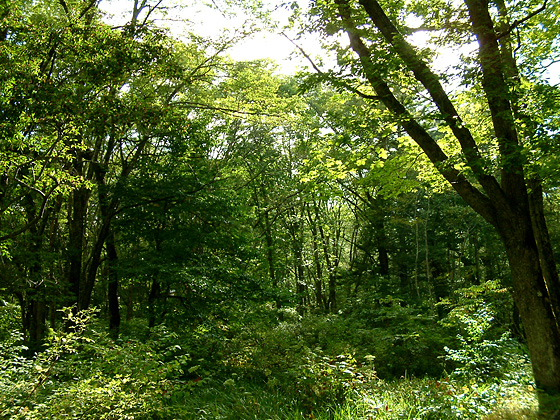 森の中のフリー写真素材 Photo Index