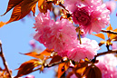 春に咲いた八重桜