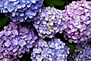 紫色のあじさいの花
