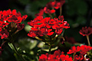 赤い花たち