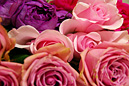 ピンクや紫のバラの花