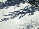 雪原に映る影
