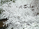 枝に付く雪